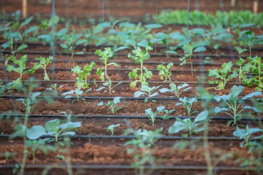 Illustration showing seedlings growing representing equity requirements for development finance in Australia.
